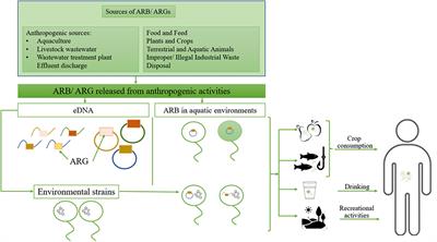 Wastewater treatment plants, an “escape gate” for ESCAPE pathogens